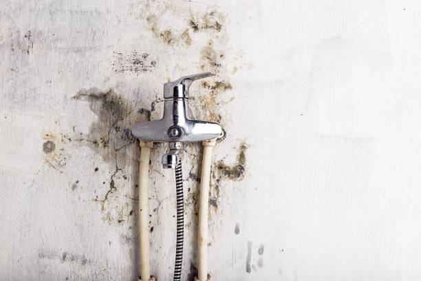 Best Certified Mold Removal  in Byrnes Mill, MO