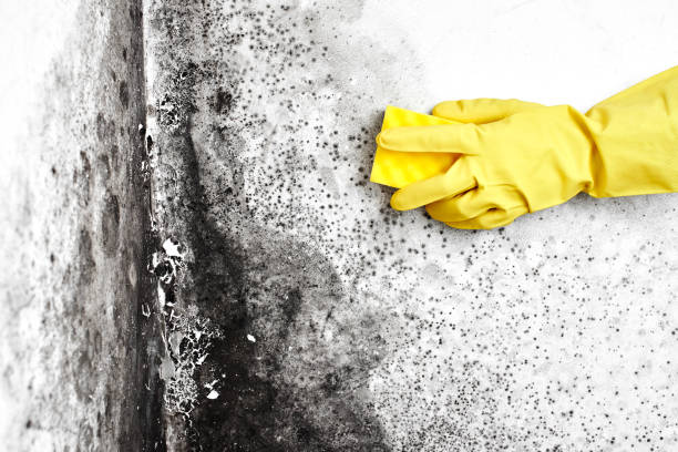 Best Mold Testing  in Byrnes Mill, MO