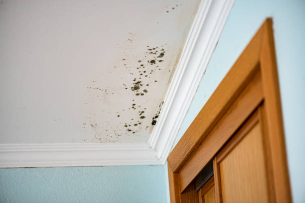 Best Mold Cleaning Services  in Byrnes Mill, MO
