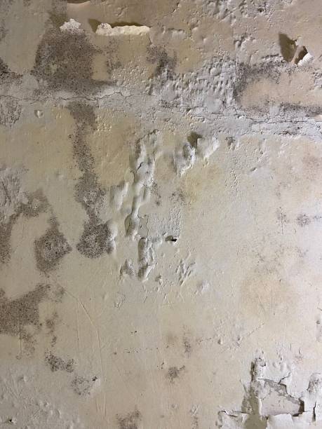 Best Mold Remediation  in Byrnes Mill, MO