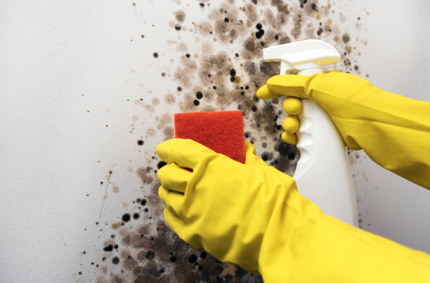 Best Mold Removal Company Near Me  in Byrnes Mill, MO