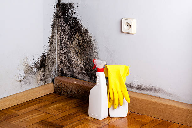 Best Mold Remediation Services  in Byrnes Mill, MO