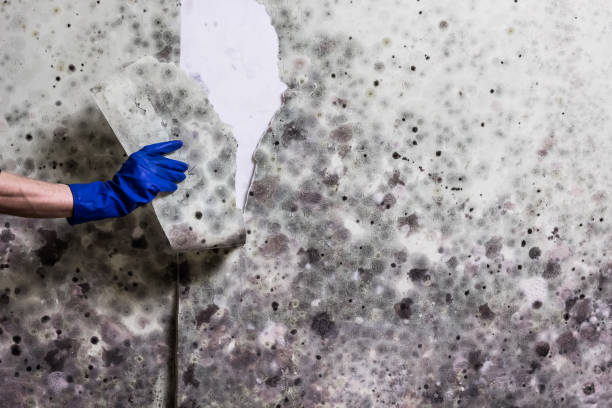 Best Home Mold Removal  in Byrnes Mill, MO