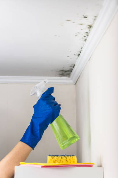 Best Mold Removal Near Me  in Byrnes Mill, MO